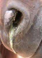is discharge a sign of herpes is discharge a sign of herpes